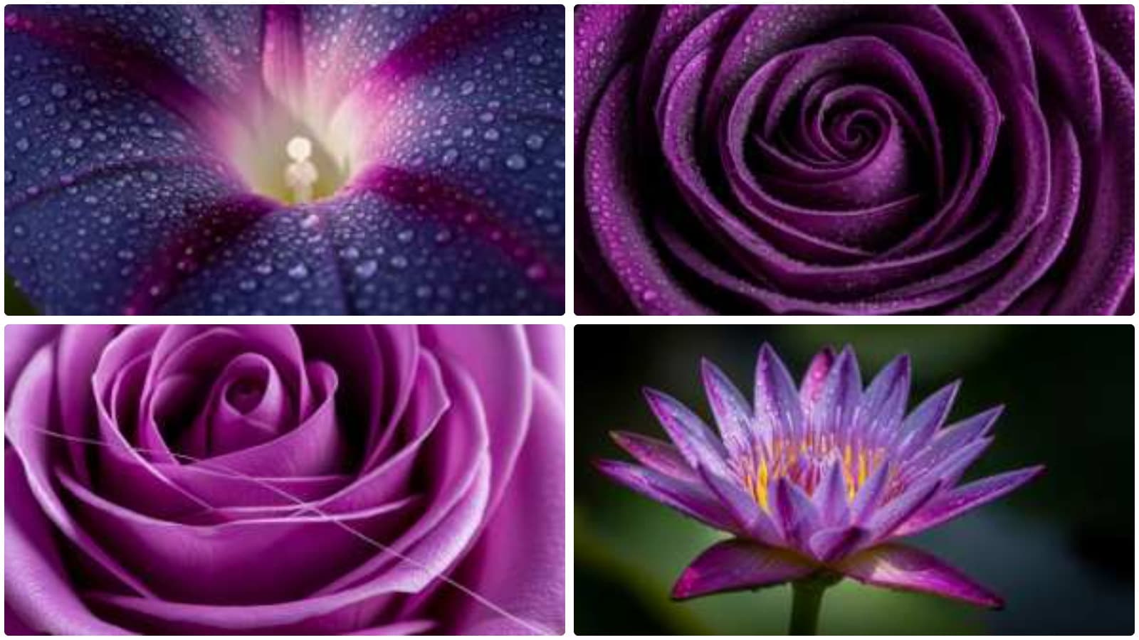Botanical Macro Magic
