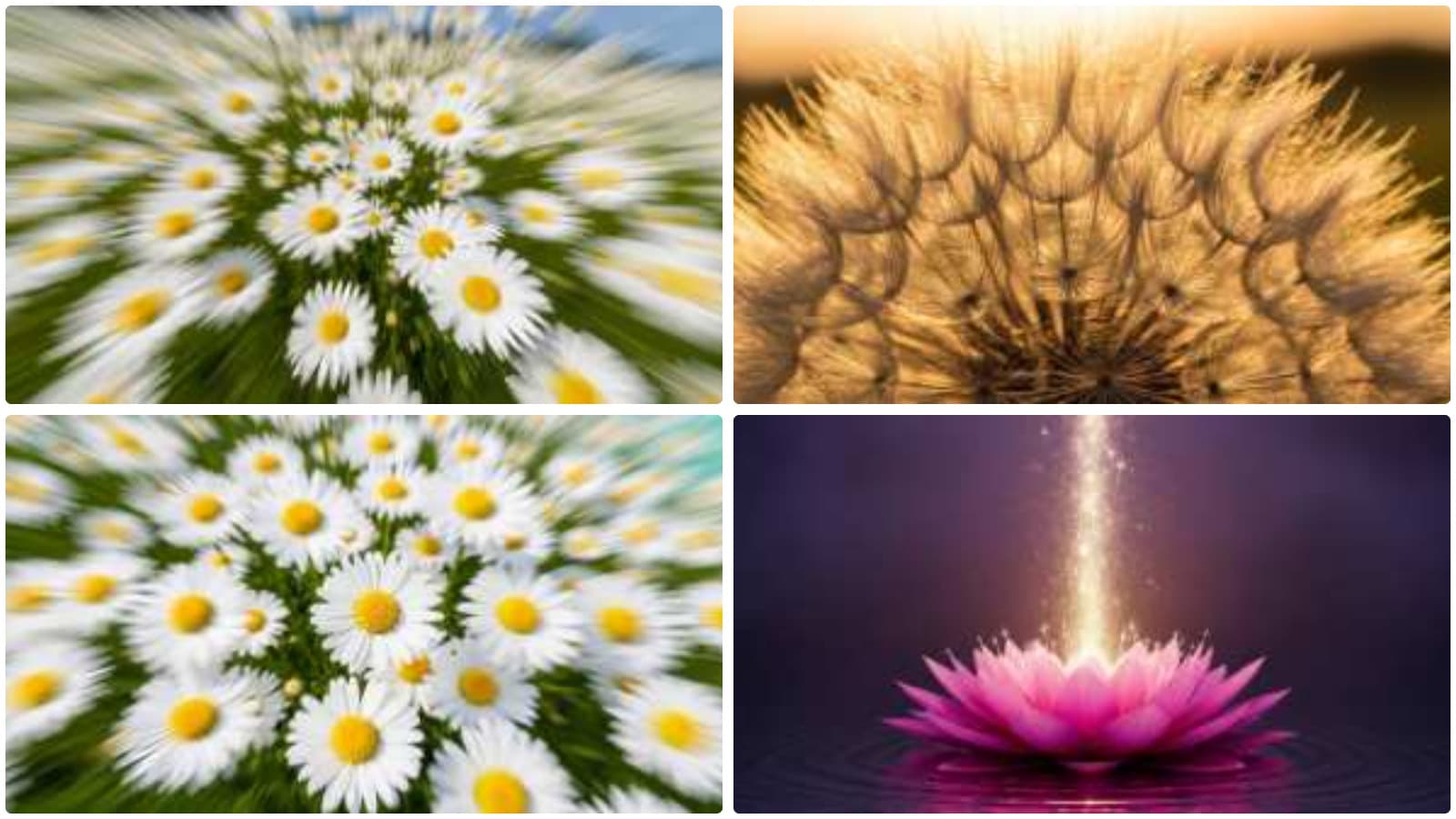 Botanical Rhythms: Petals & Rain