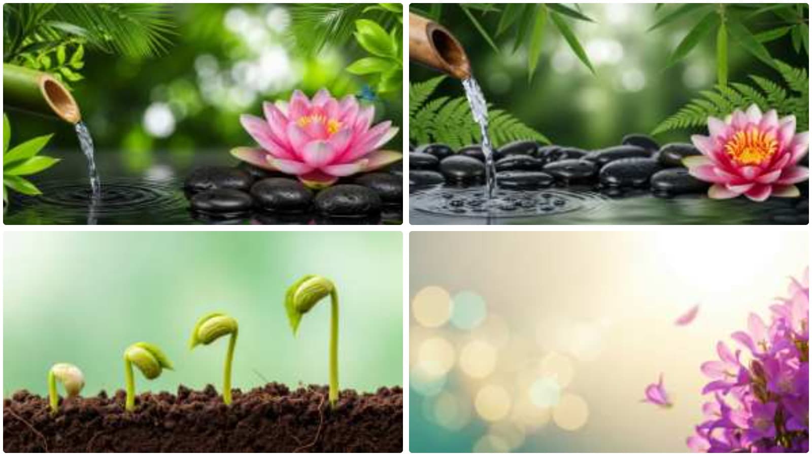 Botanical Wonders Unveiled