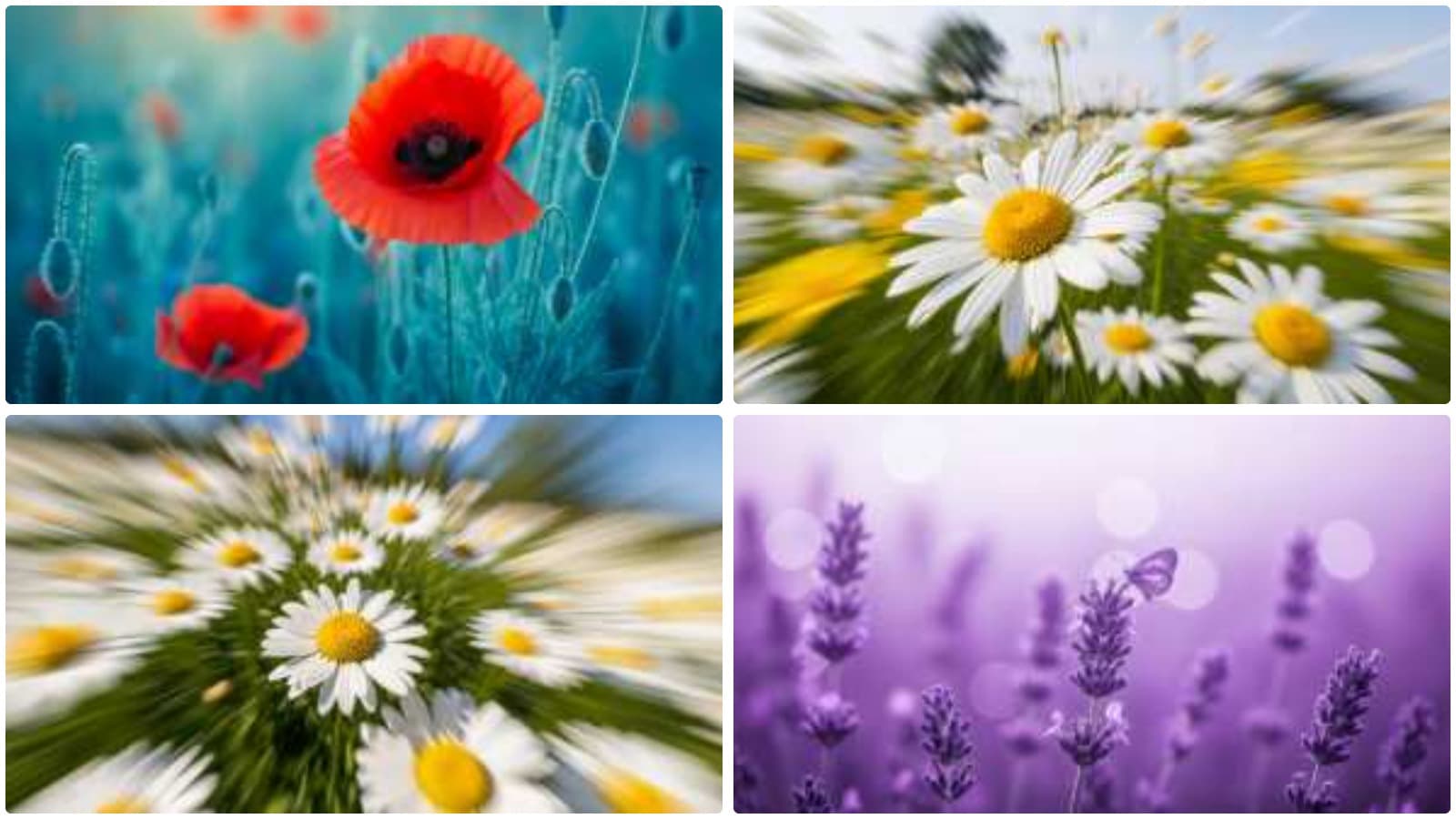 Ethereal Garden Blooms