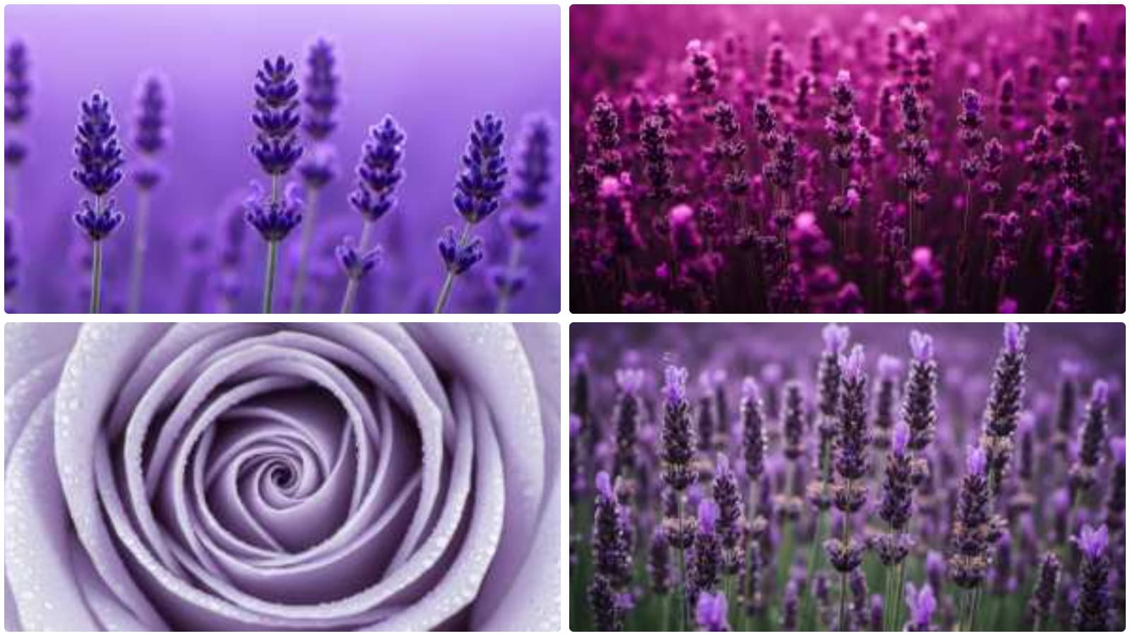 Floral Dewdrop Macro Wonders
