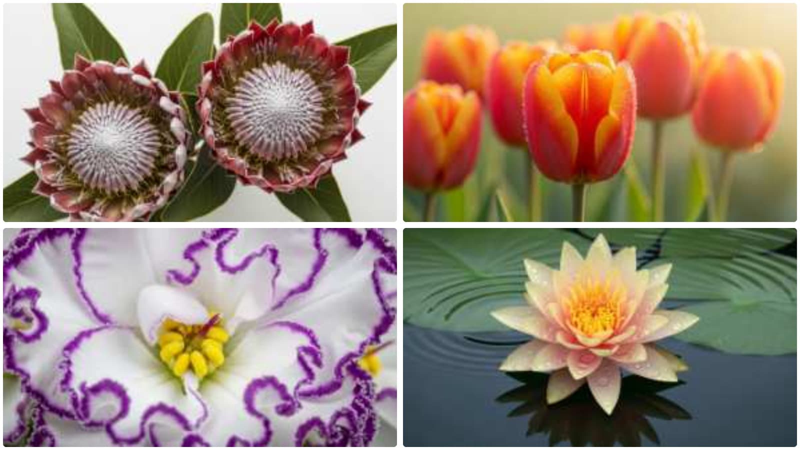 Nature's Intimate Floral Details