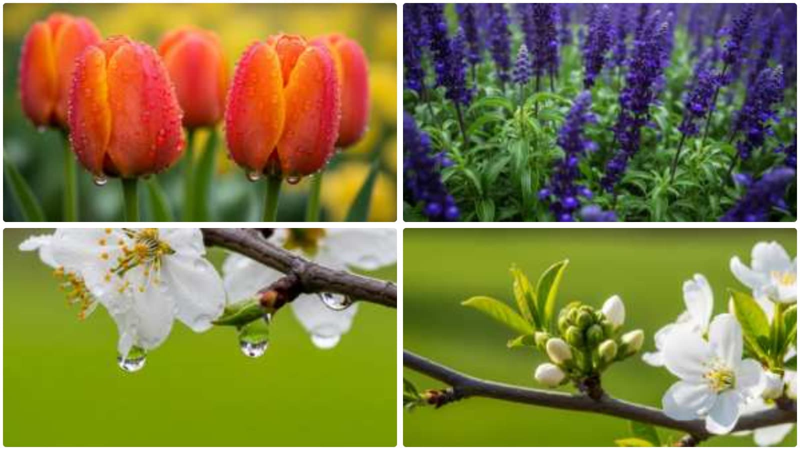 Pristine Petals: Dewy Blooms