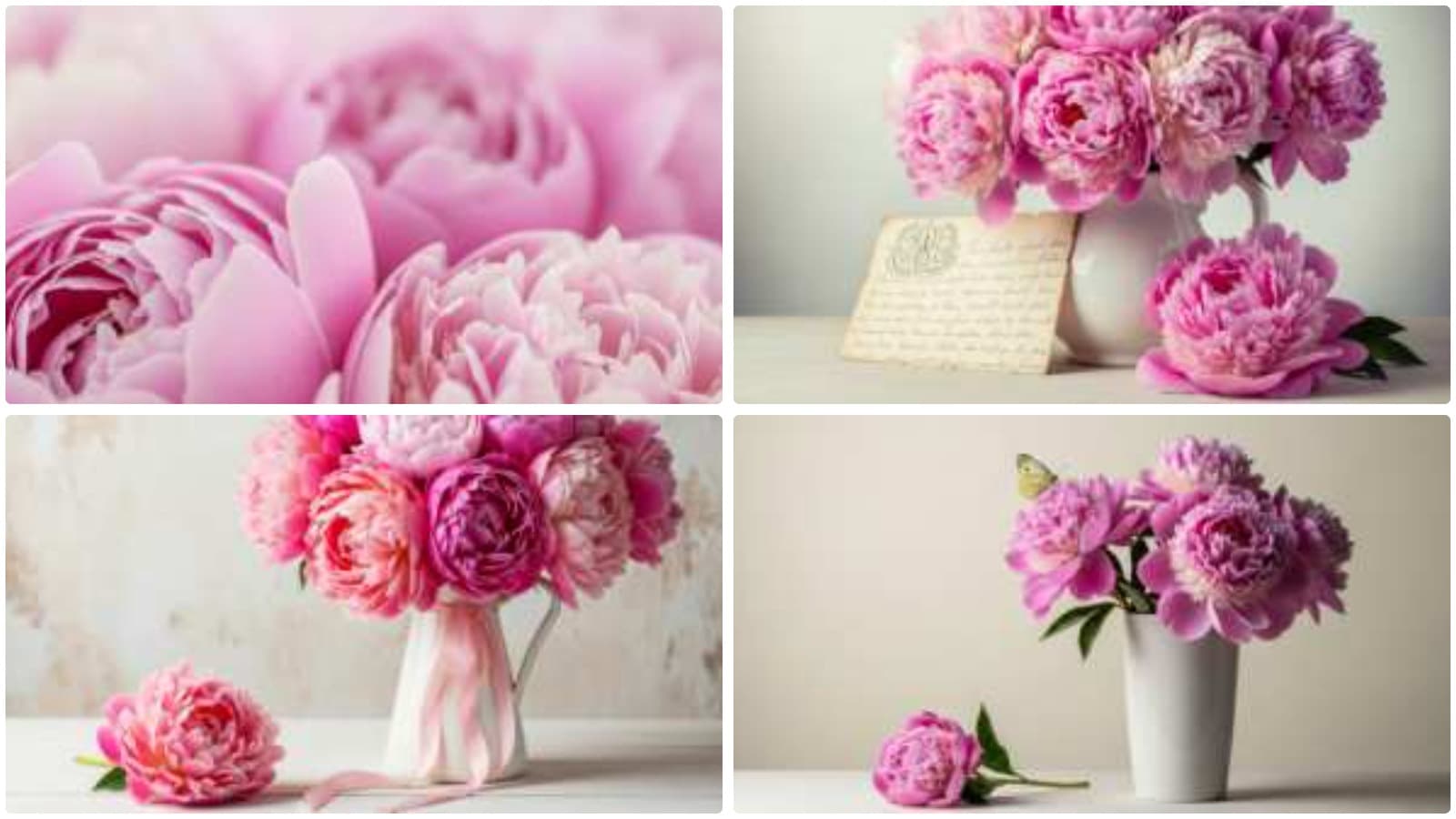 Soft Pink Garden Wonders