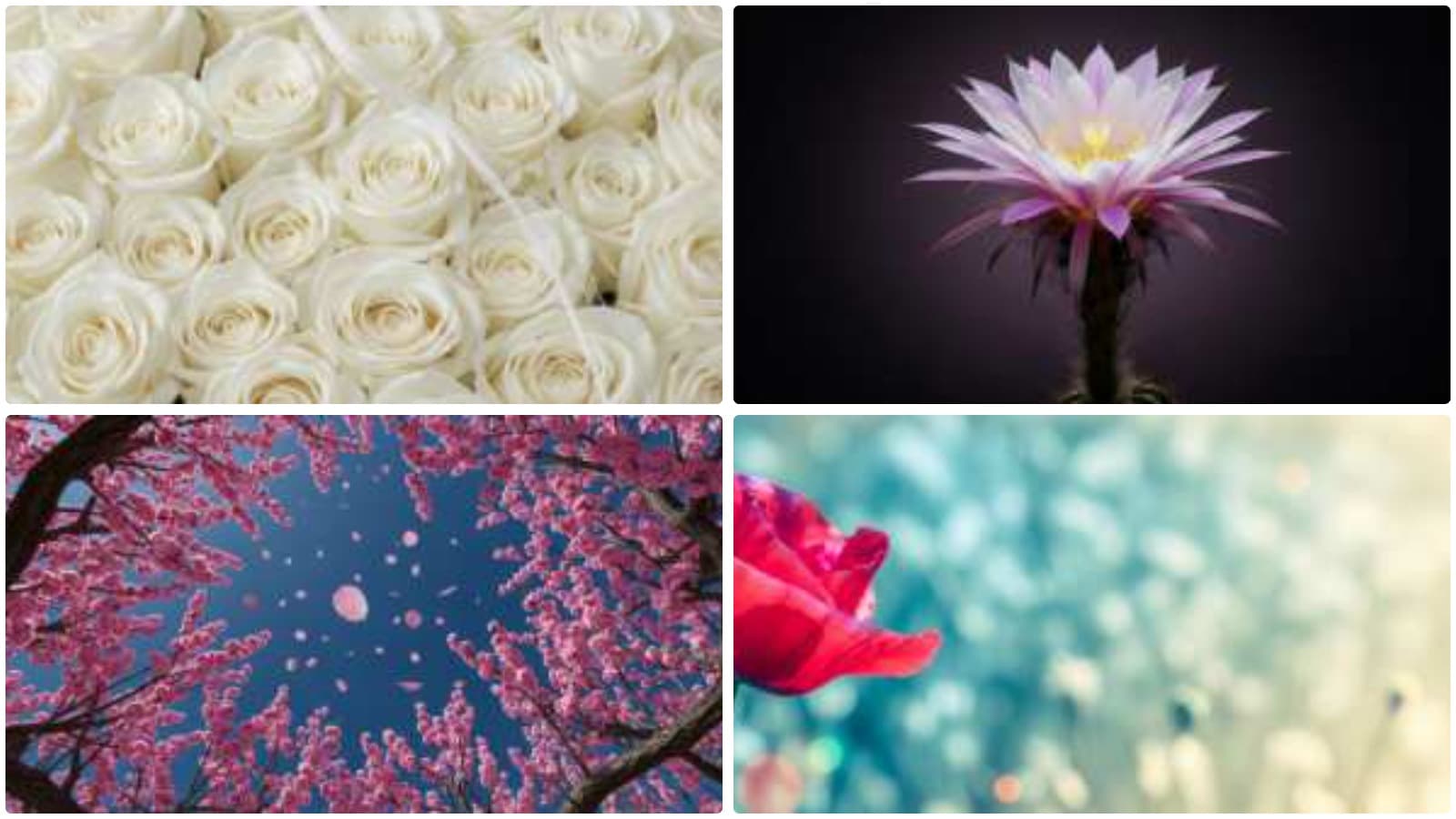Vibrant Blooms, Natural Beauty